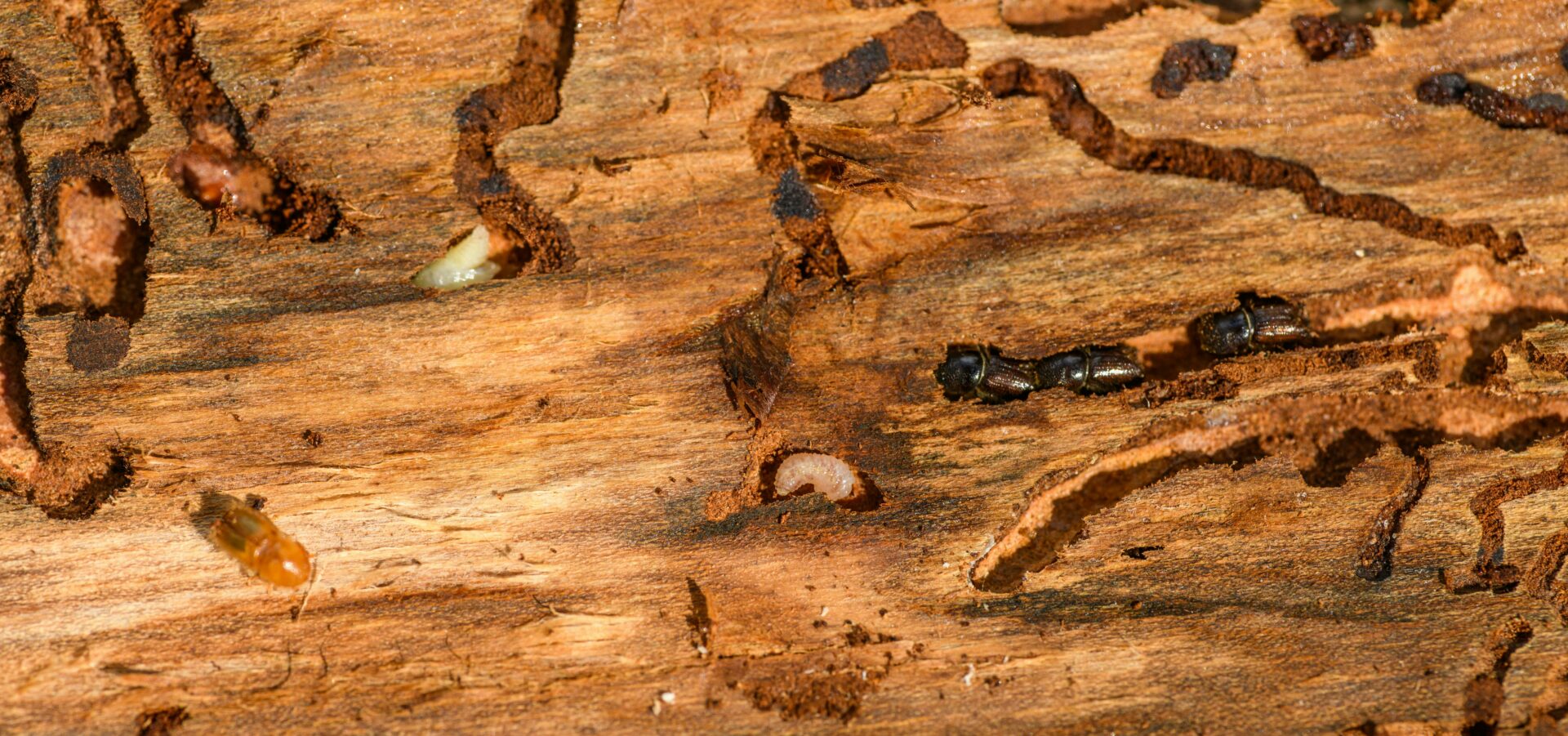 diagnostic termites
